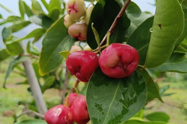 Red Jam fruiting