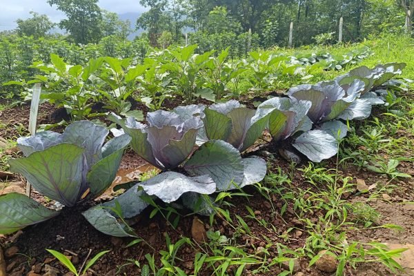 Purple Cabbage yield