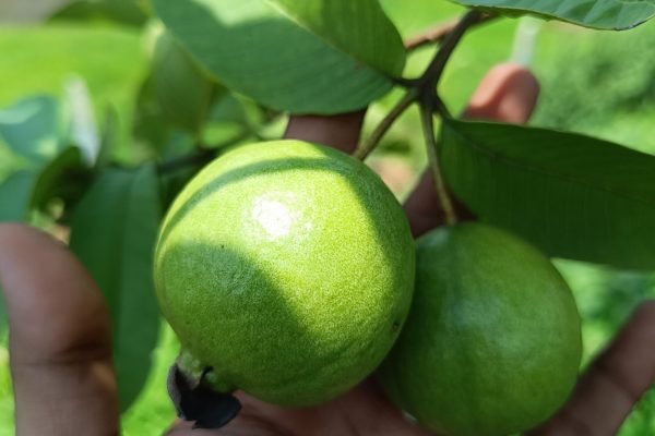 Guava fruiting in process