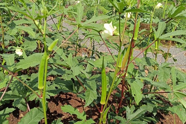 Ladyfingers  ready to be plucked