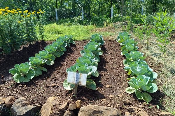 Organically grown Cabbage