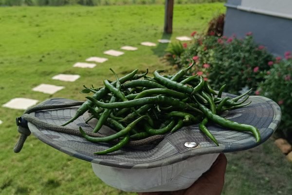Green chillies harvested
