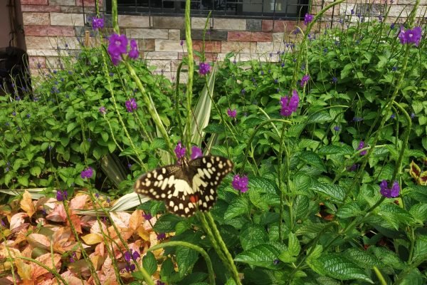 Lime butterfly on flowers