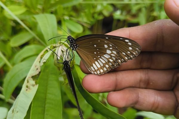 Common crow butterfly